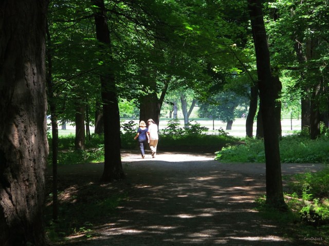 Sur le mont Royal, l'avenue du Parc en arrière-plan - Juillet 2013.
