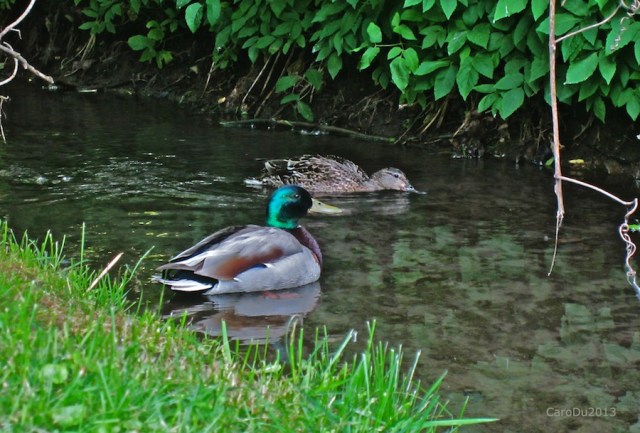 carolinedufouremeraudesig2