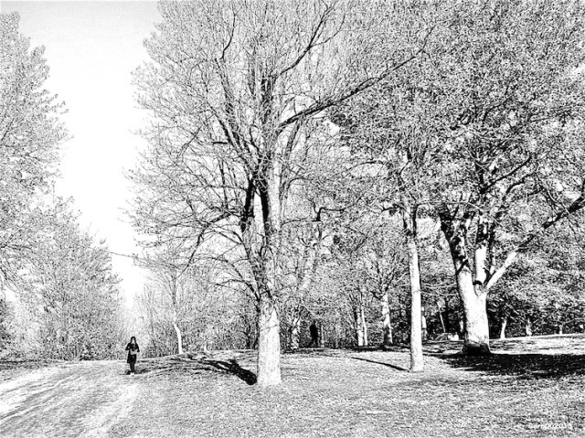 carolinedufourdessin2