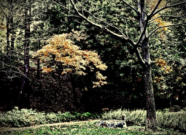 carolinedufouroctobre