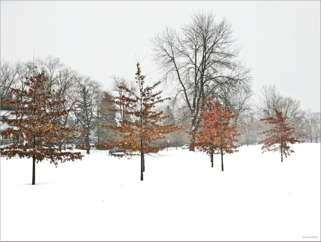 carolinedufourquatorcut3