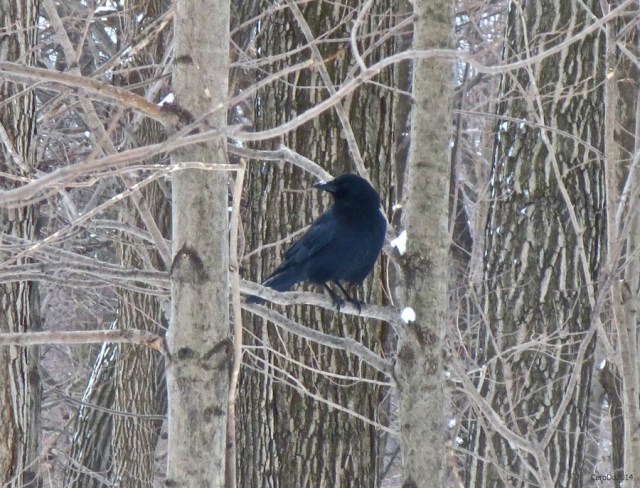 carolinedufourcorani2