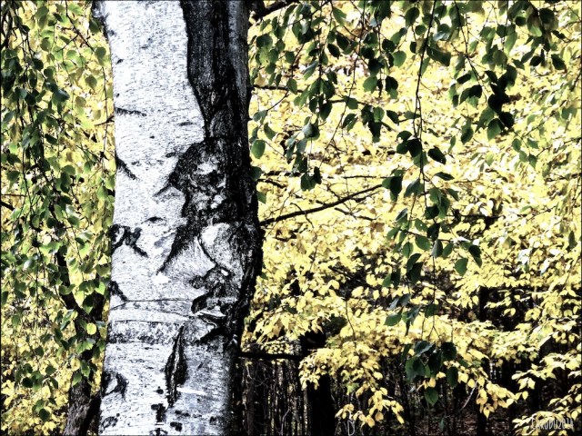 LA BELLE ÉCORCE - Mont Royal, octobre 2014