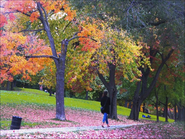 PLANCHER ROSE ET AUTRES MERVEILLES - Le 14 octobre, sur le mont Royal...
