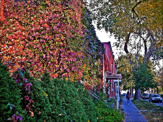 MUR DE FEUILLES - Au coeur de Rosemont, octobre 2014