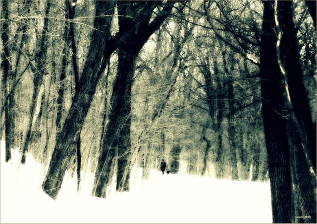 UNE FEMME ET SON CHIEN Le mont Royal, à l'approche du printemps - Montréal
