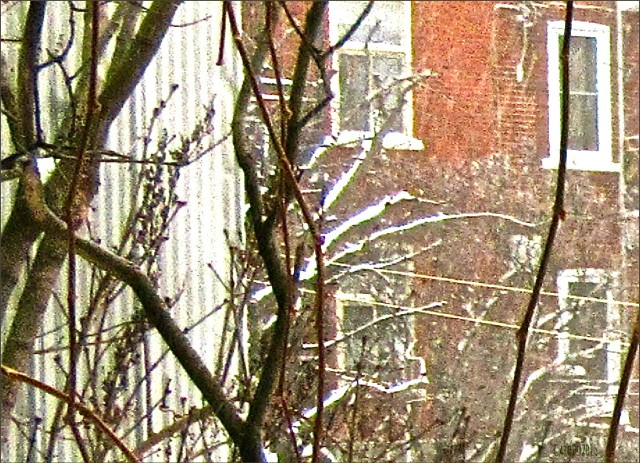 carolinedufourtempauc