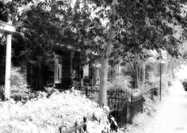 carolinedufourrougeaun